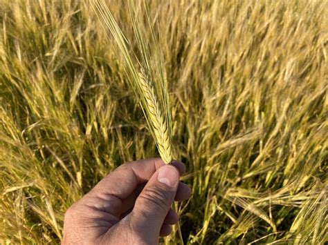 sirish barley seeds.